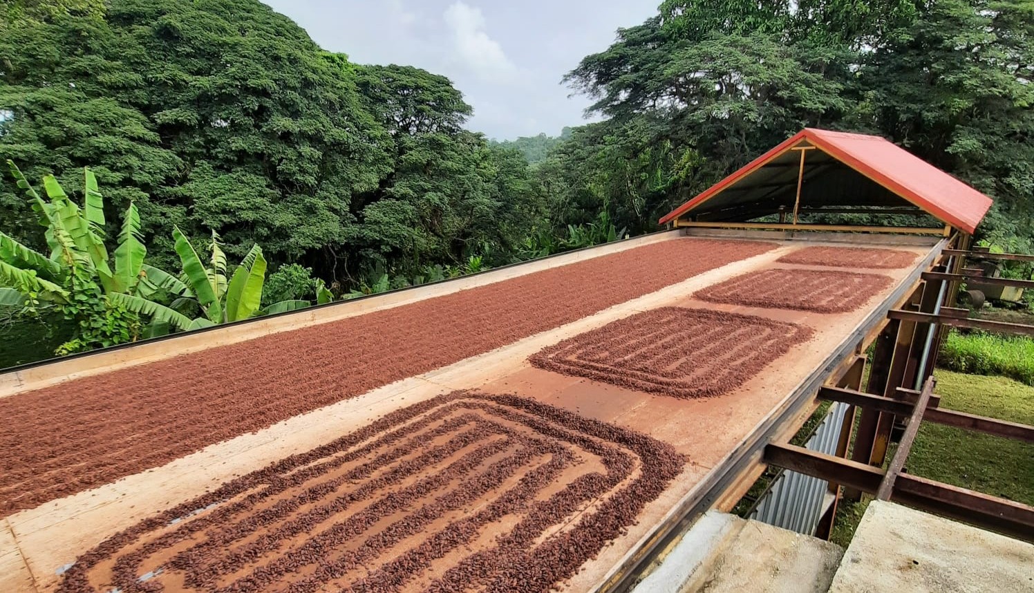 Beans drying